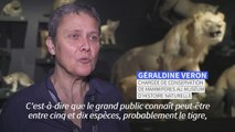 Paris: le peuple des félins à la Grande galerie de l'évolution