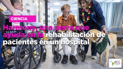 Harmony, una perra que ayuda en la rehabilitación de pacientes en un hospital