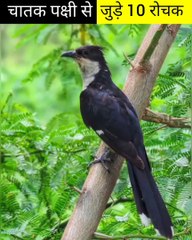 चातक पक्षी से जुड़े 10 रोचक तथ्य