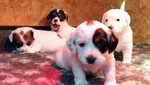 National Puppy Day: These young pups are looking for homes in Sussex