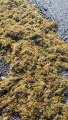 Las algas invaden la playa del Puertito de Güímar