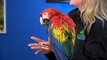 Meet Skittles the Beautiful Scarlet Macaw at the Wildlife World Zoo, Aquarium & Safari Park!
