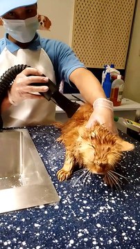 #cat #catsofinstagram #vacation #cats #catstagram #instacat #catlover #dedication #catoftheday #catlovers #cats_of_instagram #education #ilovemycat #catsagram #lovecats #catlife #blackcat #cutecat #catlove #catering #kittycat #instacats #caturday #vacatio