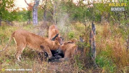TOP 45 LION HUNTING ANIMALS MOMENTS   Lion Vs Zebra, Hyena, Buffalo