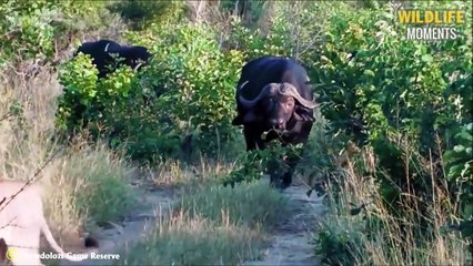 TIT FOR TAT! 45 Dramatic Moments Buffalo Fight Lion Caught On Camera