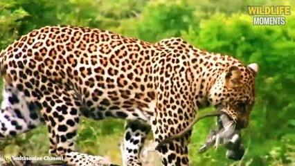 Lion Catch Bird In Mid-air! 45 Moments Predators Take Their Prey In Mid-air