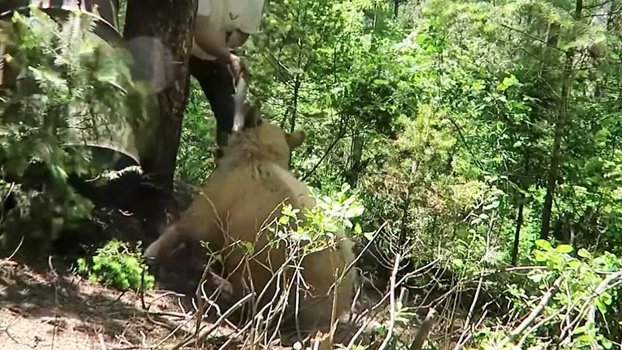 Leopard Trapped, Lion Injured 45 Moments Wild A...