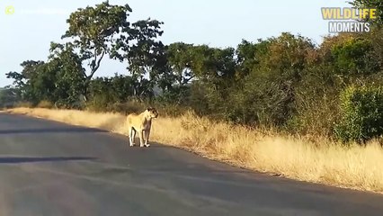 Last Moment Of Lion & 45 Scary Moments Big Cats, Animals Get Injured