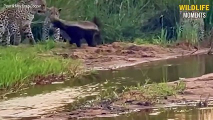 Honey Badger Messed With Wrong Lion & 45 Moments Honey Badger Vs Other Predator