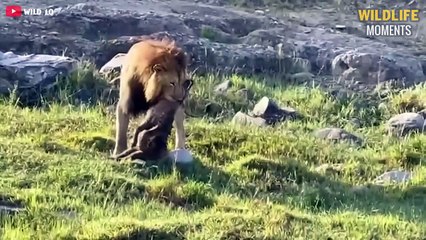 Epic Moments Lions Fight & Eat Other Predators - Wildlife Moments