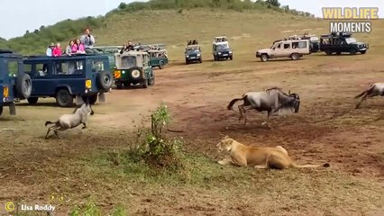 Brutal Lion King! 45 Impressive Moments Lion Hunting Caught On Camera