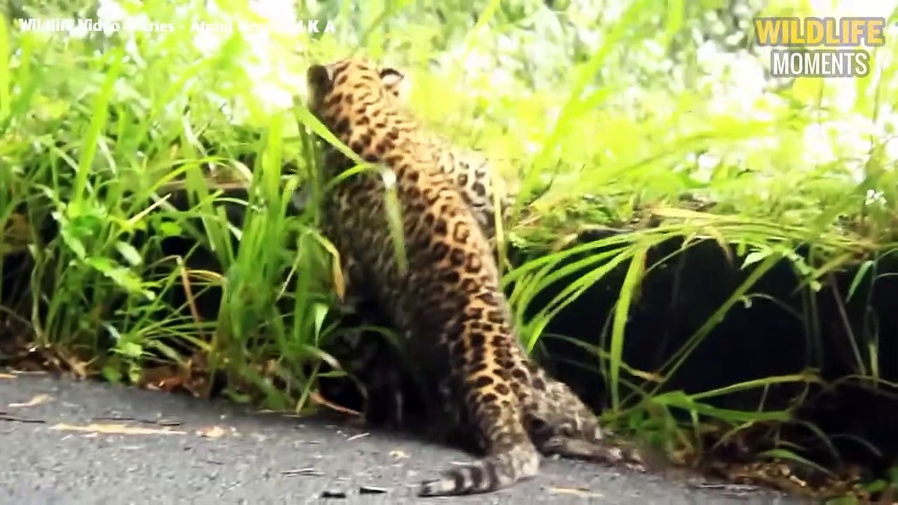 45 Unlucky Moments Injured Lion & Leopard Try To Survive - Wildlife ...
