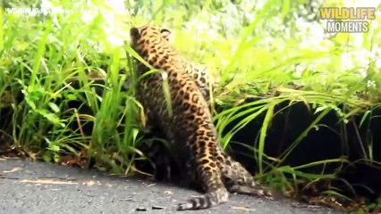45 Unlucky Moments Injured Lion & Leopard Try To Survive - Wildlife Moments