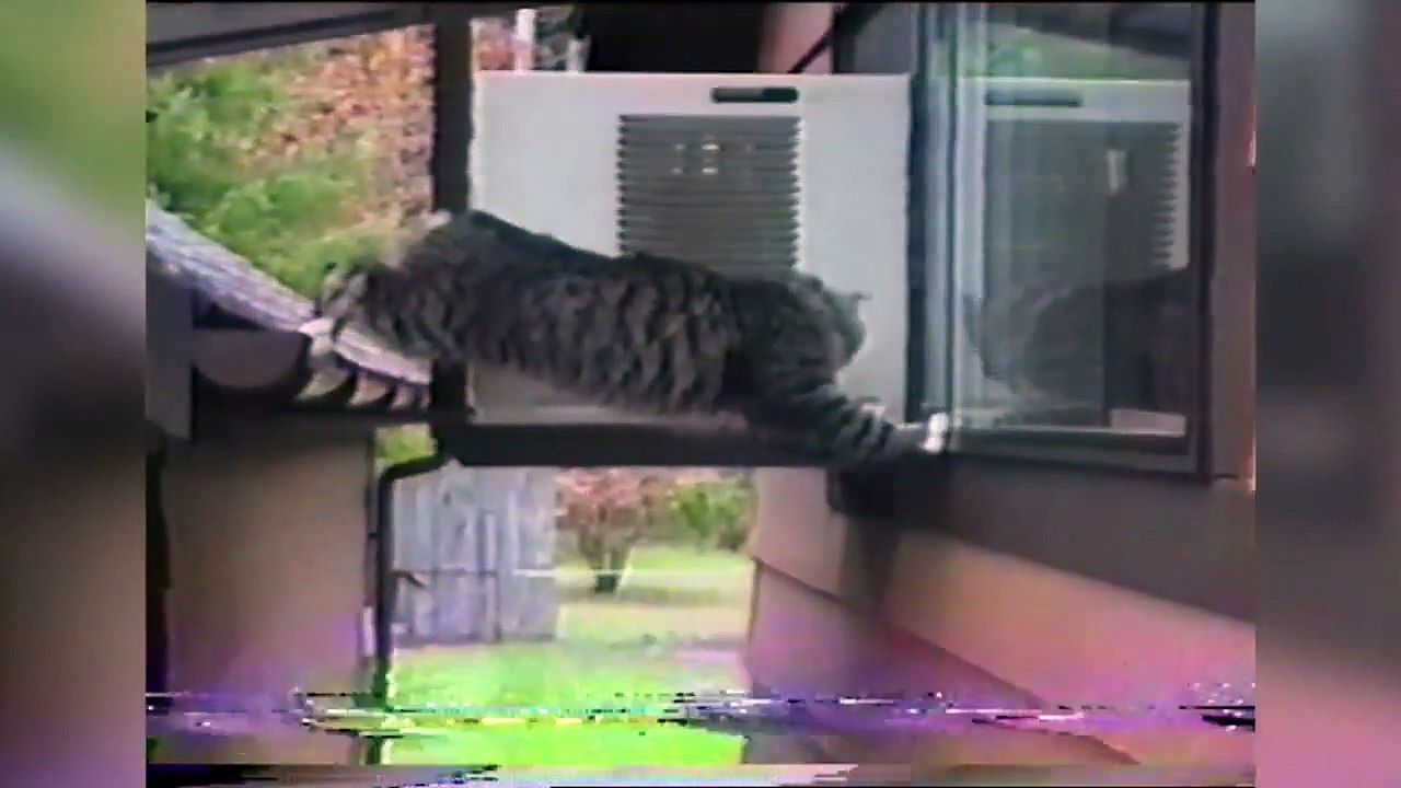 The Funniest Cute Cat & Kitten Home Video Bloopers of 2016 Weekly Compilation   Kyoot Animals