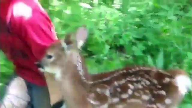 The Cutest Funniest Pet & Animal Home Video Bloopers of 2016 Weekly Compilation Kyoot Animals