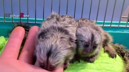 JUST WATCH These Cute Baby Animals - Cute Animal Babies Videos 2017