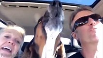 Funny Basset Hound Compilation - Best Basset Hound Videos (2)