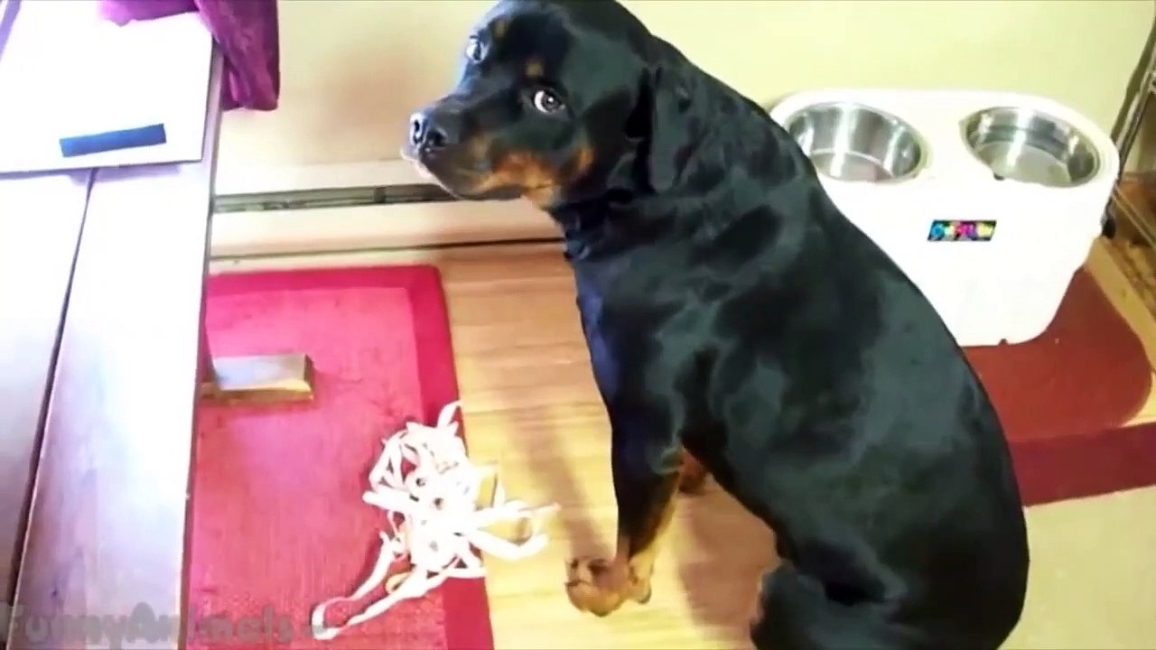 Guilty Dogs Compilation