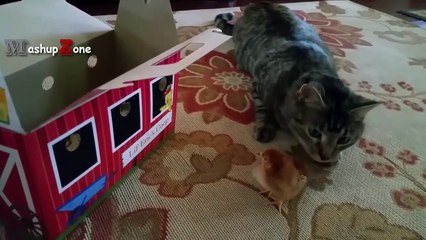 Funny Cats Meeting Cute Baby Animals Compilation [CUTE]
