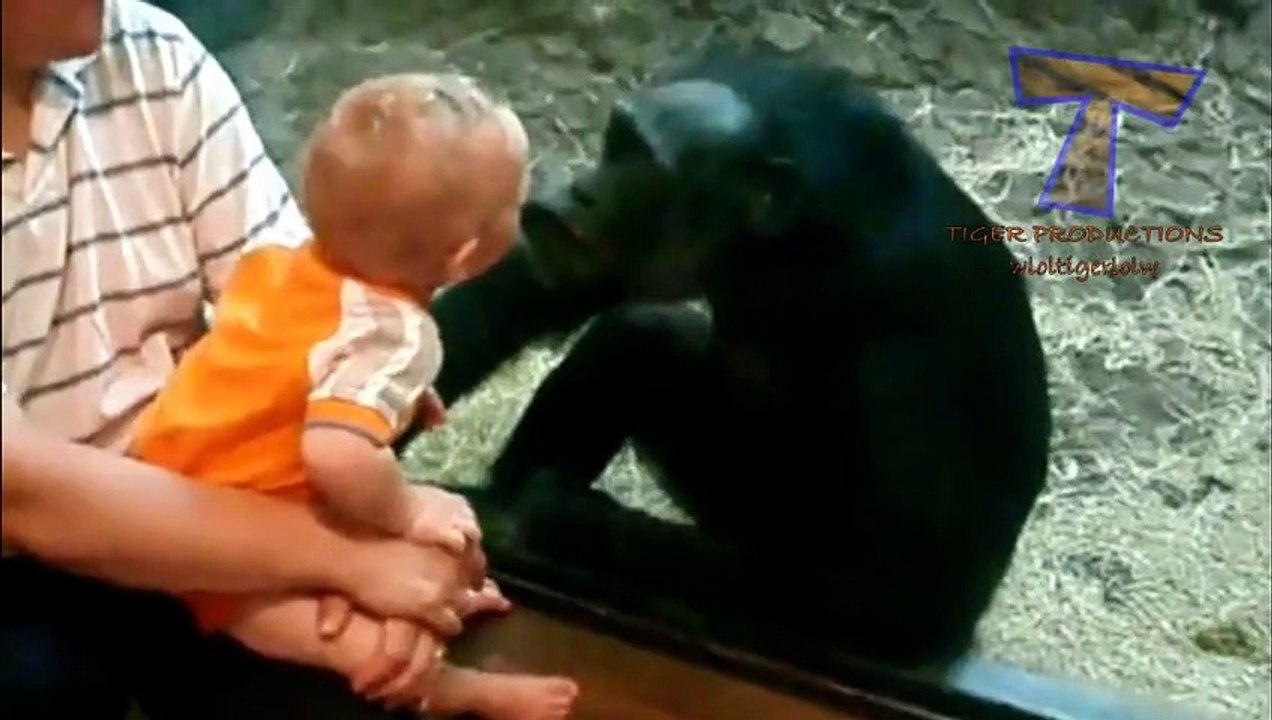 Cute animals kissing babies - Funny animal & baby compilation