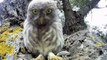 Cute and Funny Owls and Owlets   Funny Best Videos 2015