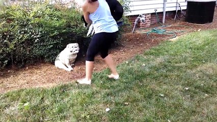 Funniest Cute Pet & Animal Home Video Bloopers Caught On Tape Weekly Compilation   Kyoot Animals