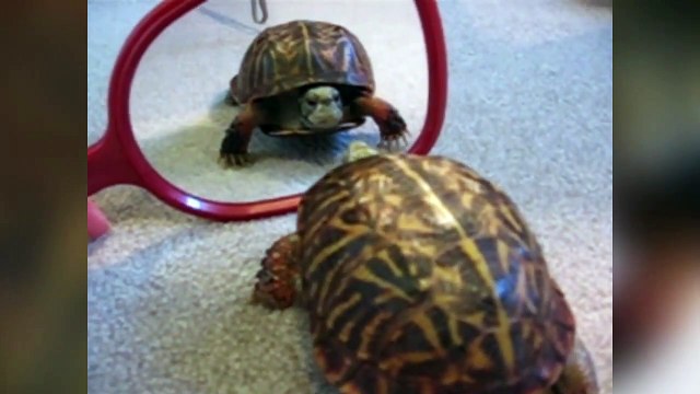 The Funniest Animals and Mirrors Bloopers of 2016 Caught On Tape Kyoot Animals