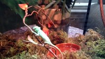 The Funniest Cutest Lizards & Reptiles Bloopers of 2016 Weekly Compilation   Kyoot Animals