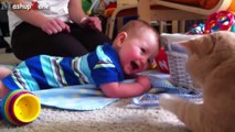 Cats, Dogs And Adorable Babies Compilation [NEW]