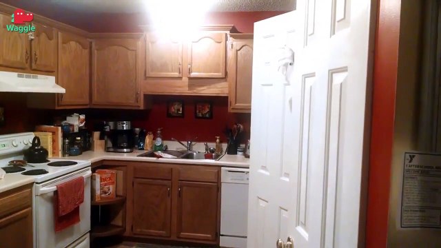 Crazy Cockatoos! Funny Animal Compilation