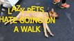 Lazy dogs & cats hate going on a walk - Funny and cute animal compilation