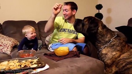 Babies Laughing Hysterically at Dogs Compilation 2015