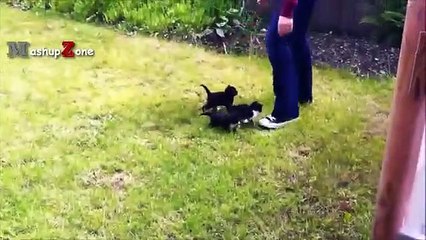 Cute Kittens - A Funny And Cute Kitten Videos Compilation 2017 [BEST OF]