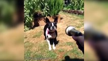 The Best Dogs Vines Ever - Funny Dogs Vines