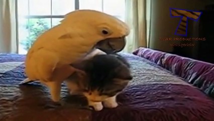 Cats and dogs vs parrots - Funny and cute animal compilation