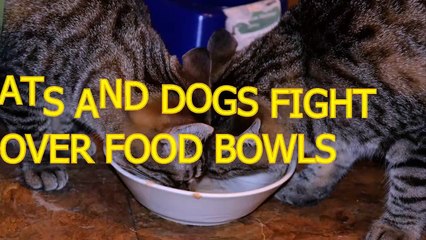 Cats and dogs fight over food bowls & dishes - Funny animal compilation