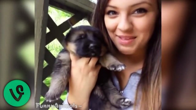 Funny German Shepherd Dogs Best Funny Vines Compilation 2015 HD