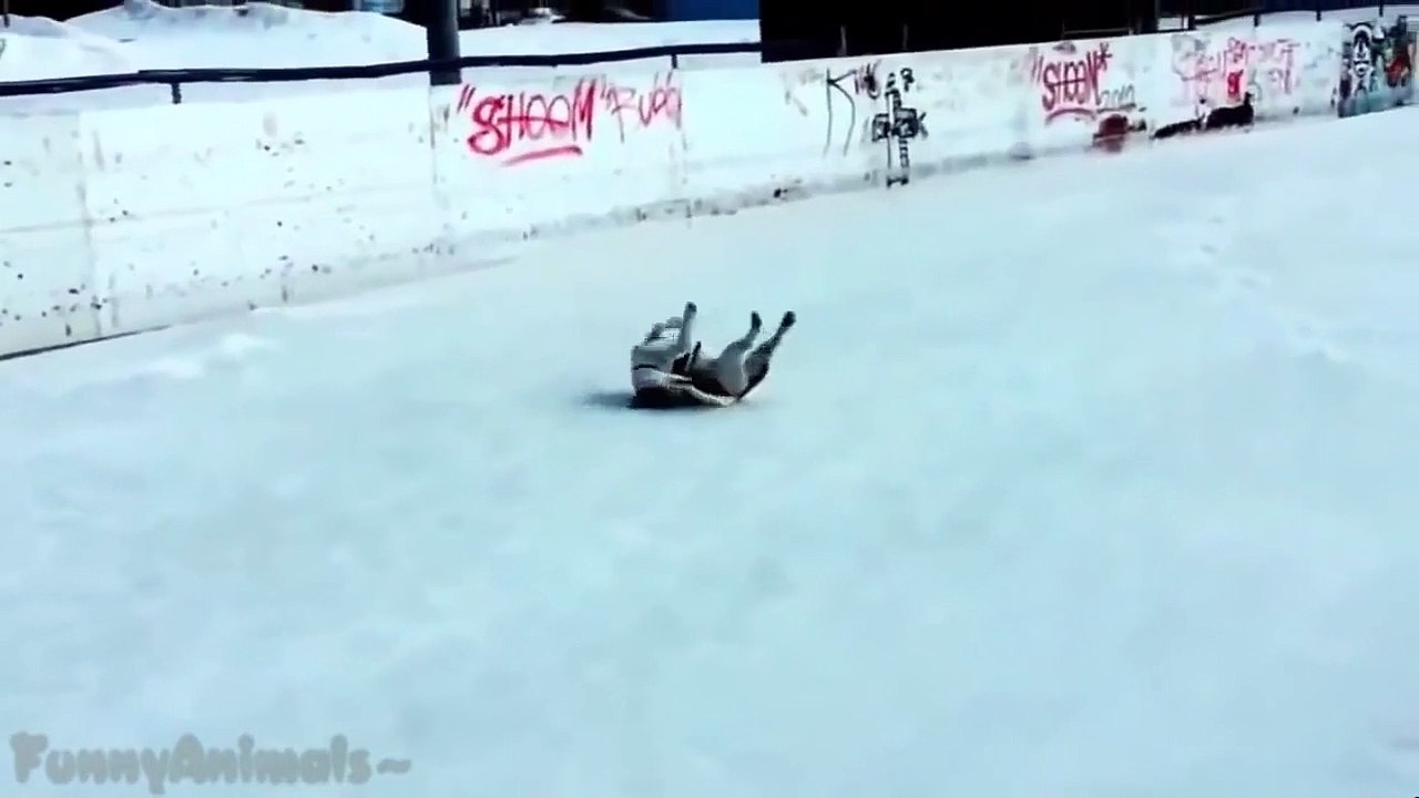 Funny Animals Slipping on Ice Compilation 2015
