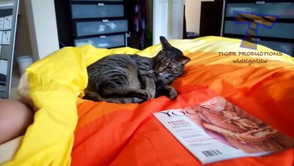 Cats are just the best - Funny cat compilation