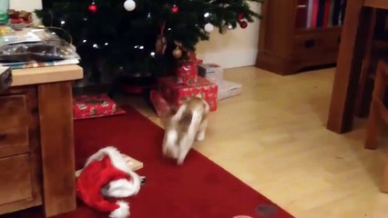 Funny Videos - Cute and Adorable Bunnies   2015 HD