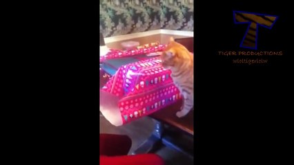 Cats just dont like Christmas - Funny cat compilation