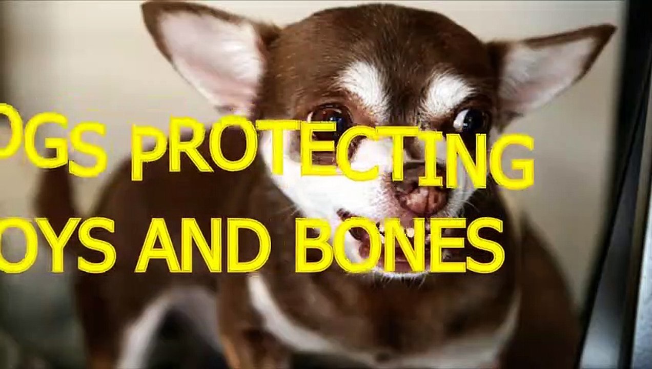 Crazy dogs protecting toys and bones Funny dog compilation Vidéo