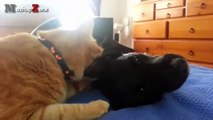 Cats And Dogs Friends Forever Compilation   NEW HD
