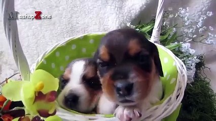 Cute Puppies Howling Compilation 2016 [Cuteness Overload] (2)