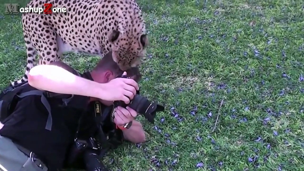 Tigers, Lions And Cheetahs Love To Cuddle - Big Cats Compilation