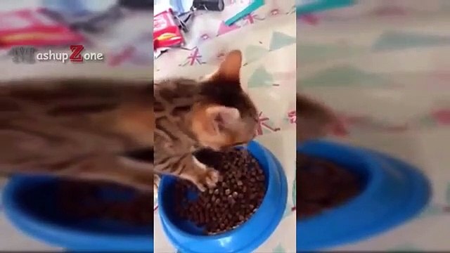 Funny Cats And Kittens Saying YUM YUM YUM While Eating And Meowing NEW