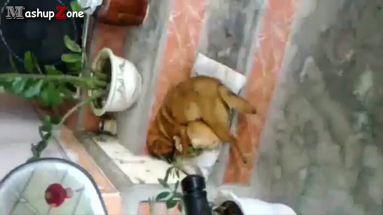 Funny Cats And Dogs Sleeping Together - A Cute Animals Videos Compilation 2015