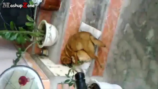 Funny Cats And Dogs Sleeping Together - A Cute Animals Videos Compilation 2015