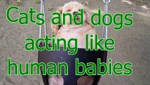 Cats and dogs acting like human babies - Cute animal compilation