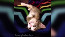 Cat Vine - Funny Little Cats And Kittens
